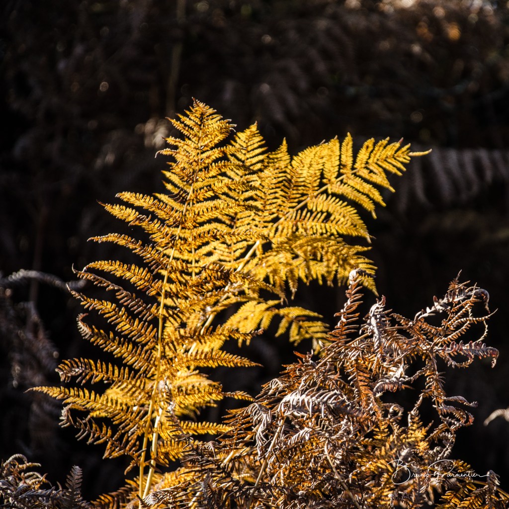Couleurs d&rsquo;automne